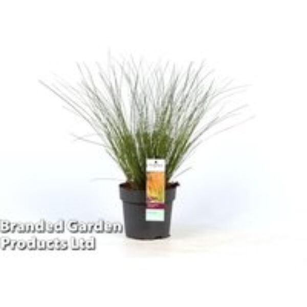 Carex testacea 'Prairie Fire'