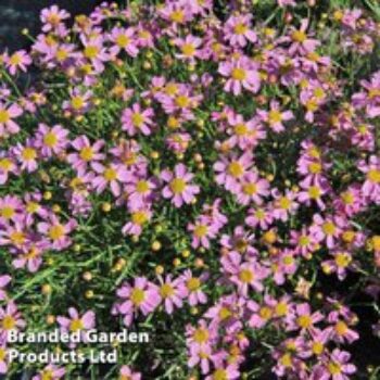 Coreopsis rosea 'American Dream'