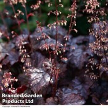 Heuchera 'Plum Pudding'