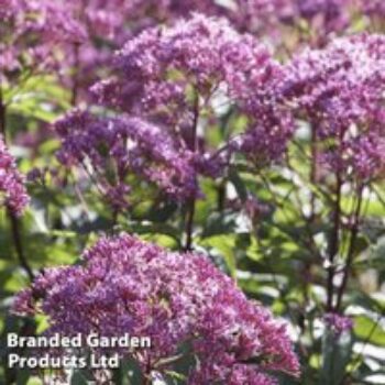 Eupatorium dubium 'Baby Joe'