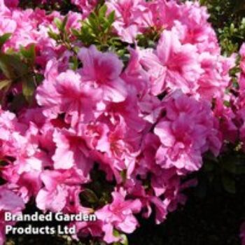 Rhododendron 'George Hyde' (Hyde) (Azalea Group)