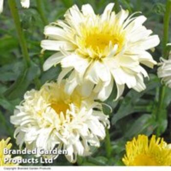 Leucanthemum 'Superbum Real Charmer'