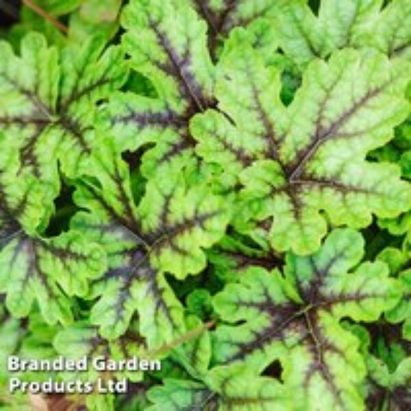 Heucherella 'Tapestry'