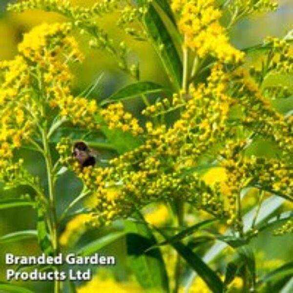 Solidago 'Yellow Stone'