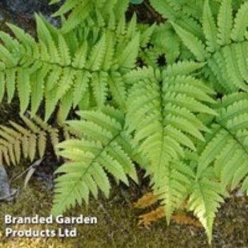 Dryopteris erythrosora var. koidzumiana