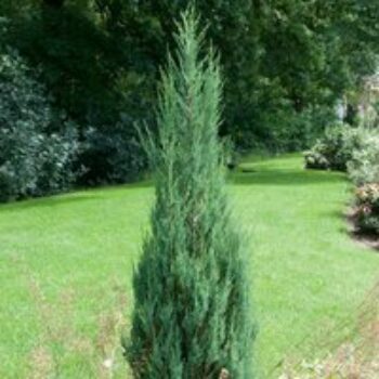 Juniperus scopulorum 'Skyrocket'