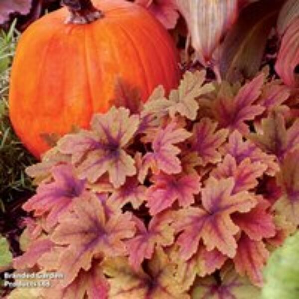 Heucherella Trailing Sweet Tea