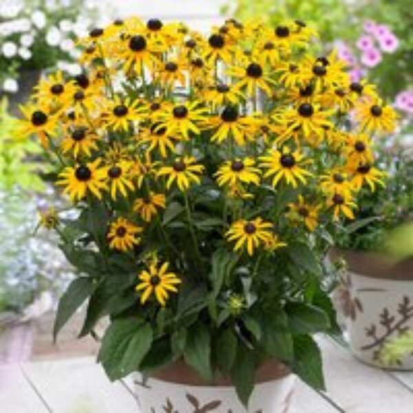 Rudbeckia fulgida 'Little Goldstar'