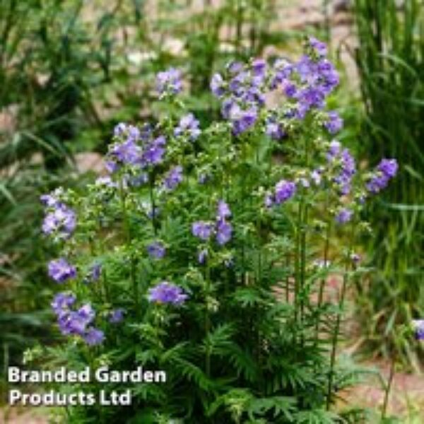 Polemonium caeruleum