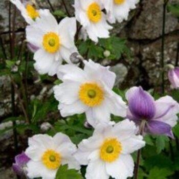 Anemone 'Ruffled Swan'