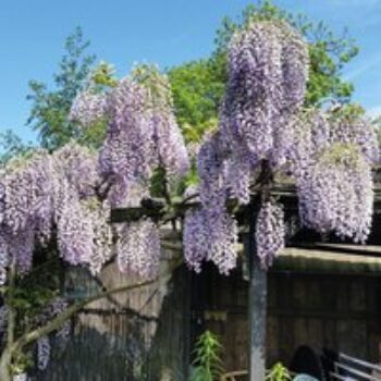 Wisteria sinensis 'Prolific'