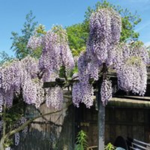 Wisteria sinensis 'Prolific'