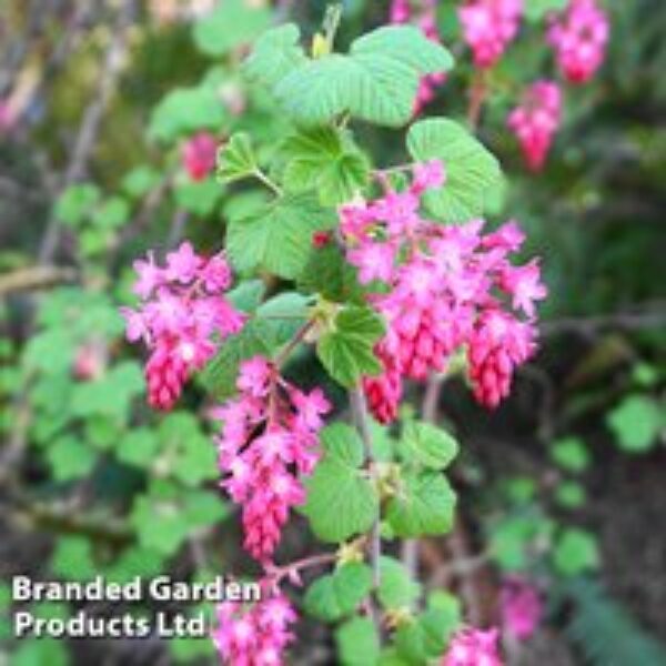 Ribes sanguineum