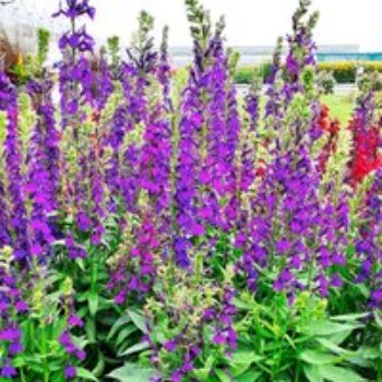 Lobelia 'Starship Blue'