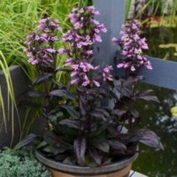 Penstemon 'Dark Towers'