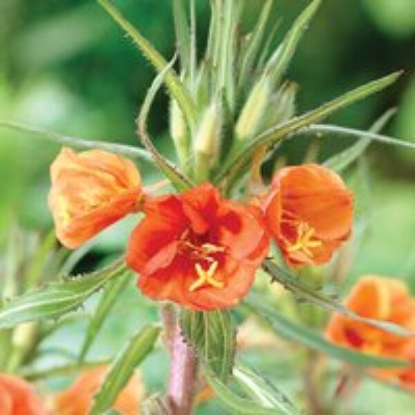 Oenothera 'Sunset Boulevard'