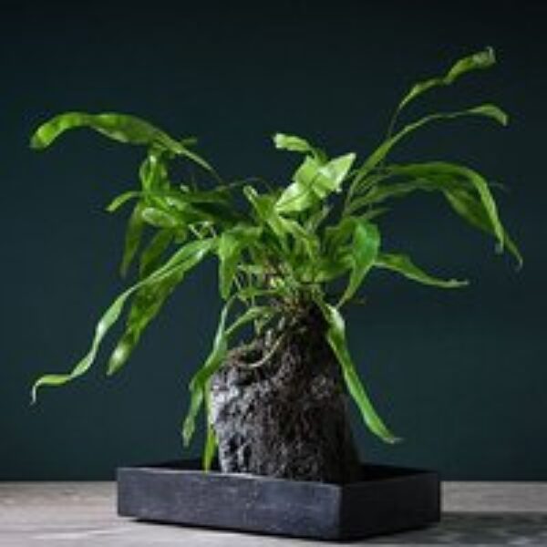 Microsorum Plant on Lava Rock in a Tray (Lova plant)