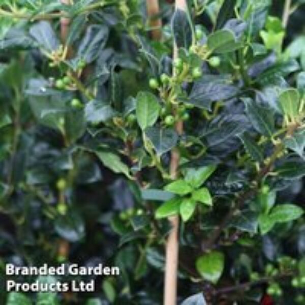 Ilex aquifolium 'J.C. van Tol'