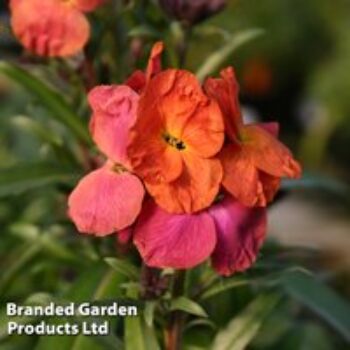 Erysimum 'Winter Orchid'