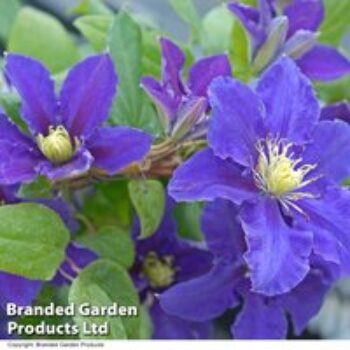 Clematis Chevalier™ evipo040