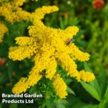 Solidago 'Little Lemon'