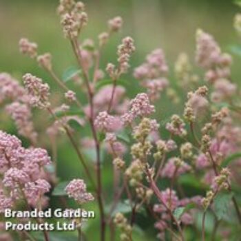 Ceanothus 'Marie-rose'