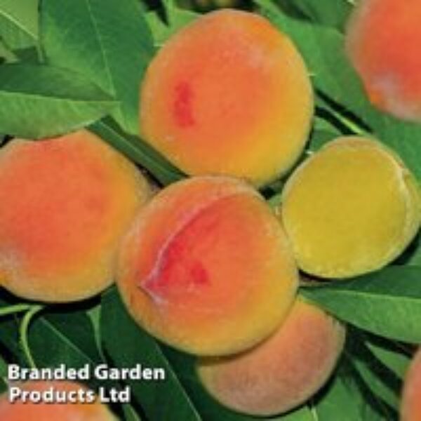 Peach 'Yellow Peach'