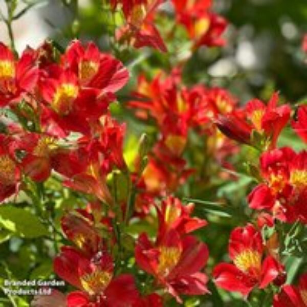 Alstroemeria 'Summer Pepper'