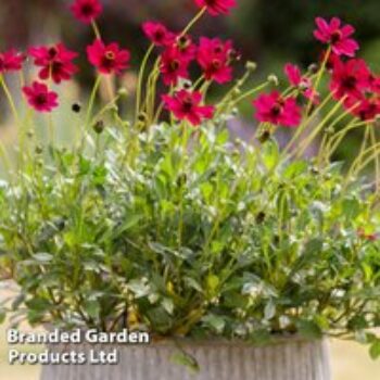 Cosmos atrosanguineus 'Cherry Chocolate' (PBR)