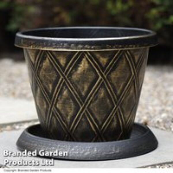 Black and Gold Flowerpot with 25L Incredicompost