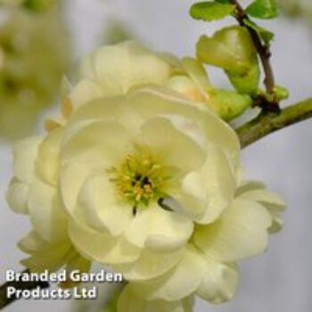 Chaenomeles speciosa 'Lemon Sorbet'