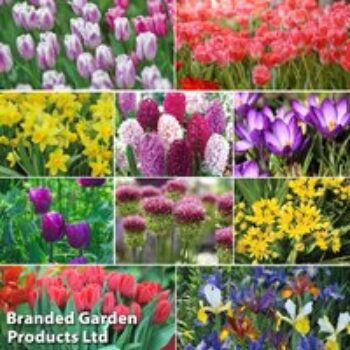 Spring Saver Bulb Bundle