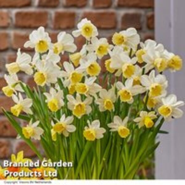 Narcissus 'Josina Elisabeth'