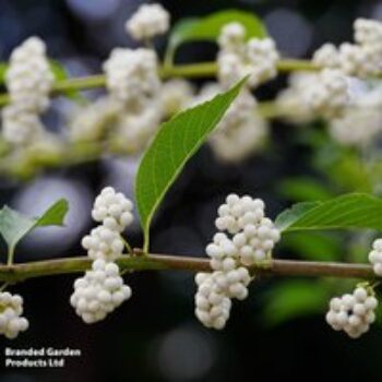 Callicarpa bodinieri 'Magical Snow Queen'