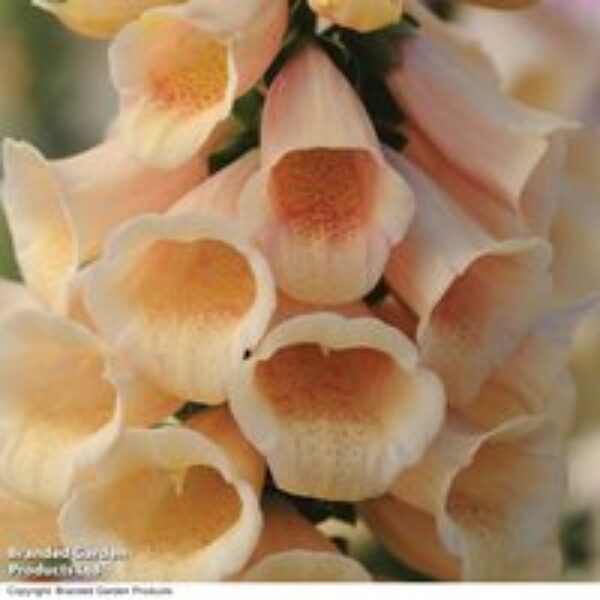 Foxglove 'Dalmatian Peach'