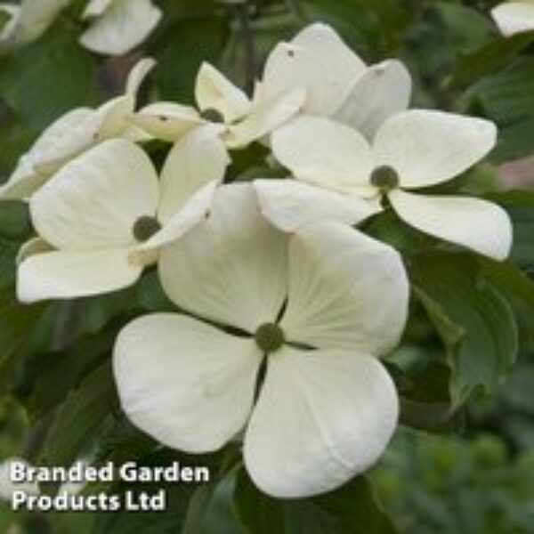 Cornus kousa 'Venus'