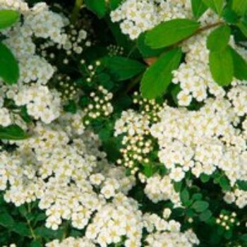 Spiraea nipponica 'Snowmound'