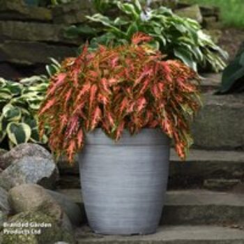 Coleus Premium 'Sun Coral Candy'