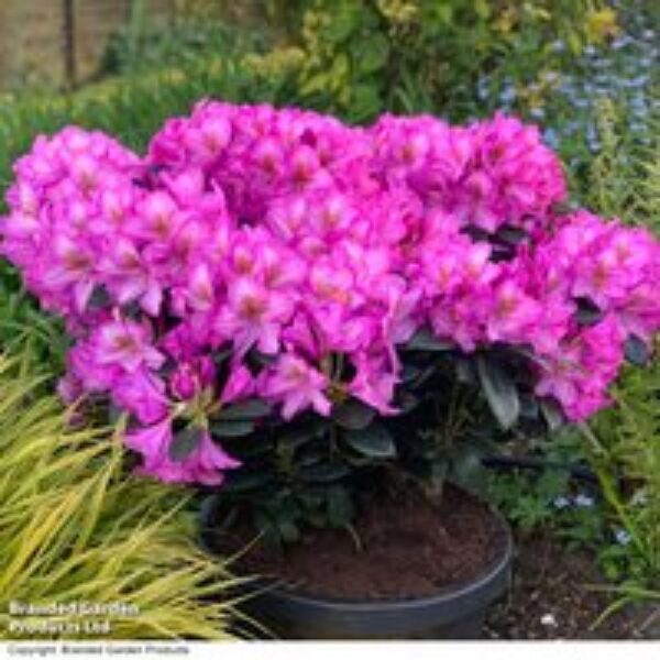 Rhododendron 'XXL Pink Tiger'