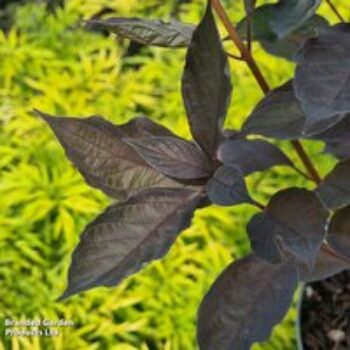 Cornus alba 'Nightfall'