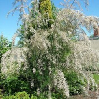 Tamarix ramosissima 'Hulsdonk White'