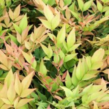 Nandina domestica 'Gulfstream'