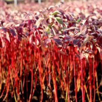 Cornus alba 'Baton Rouge'