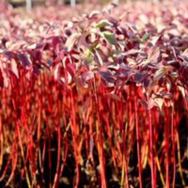 Cornus alba 'Baton Rouge'