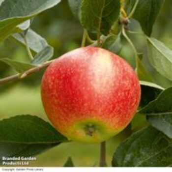 Apple 'Adam's Pearmain'