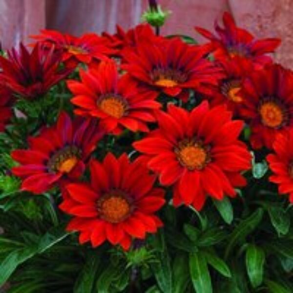 Gazania 'Red Shades'