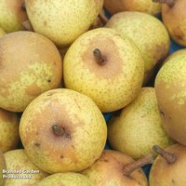 Pear 'Petite Poire'