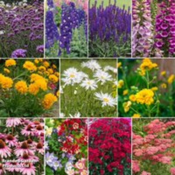 Perfect Perennial Collection