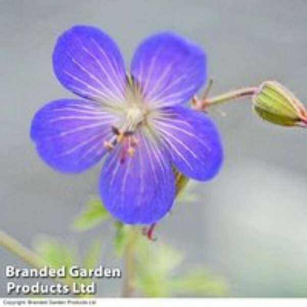 Geranium 'Johnson's Blue'