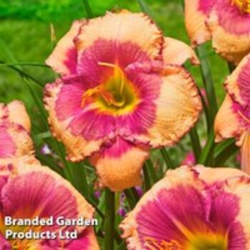 Hemerocallis 'Hello Screamer'